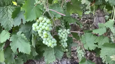 Yusufeli'nde Baraj Sonrası Üzüm Hasadı