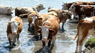 Erzincan'da Hayvanlar Sıcak Havadan Bunaldı