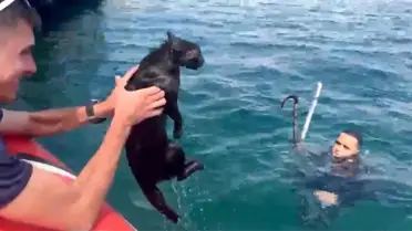 Çanakkale'de Mahsur Kedi Kurtarıldı