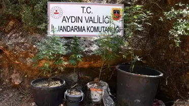 Aydın'da Kenevir Yetiştiren Şahıs Yakalandı