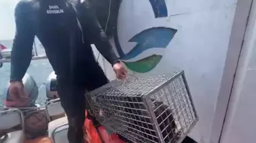 Çanakkale'de Mahsur Kedi Kurtarıldı