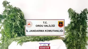 Ordu'da Kenevir Operasyonu: 3 Tutuklama