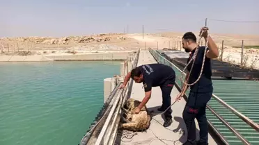 Köpek, İtfaiye Ekiplerince Kurtarıldı