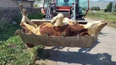 Şap salgınının en çok vurduğu ilimiz: Hayvanlarının ölümlerini çaresizce izliyorlar