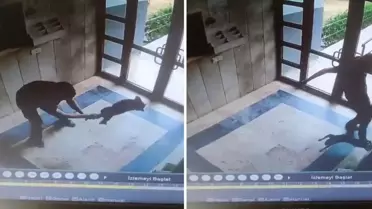 Sokak kedisini dakikalarca eziyet ederek öldürdü