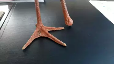 Yaralı Leylek Koruma Altına Alındı