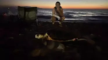 Caretta Yavruları Denize Kavuştu