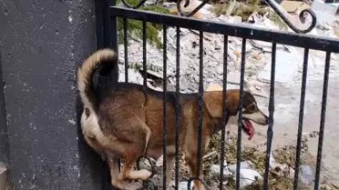 Hatay'da Sokak Köpeği İtfaiye Ekipleri Tarafından Kurtarıldı