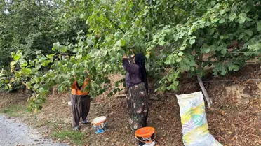 Düzce'de Fındık Hasadı Erken Başladı