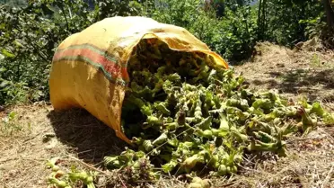 Giresun'da Fındık Hasadı Başladı