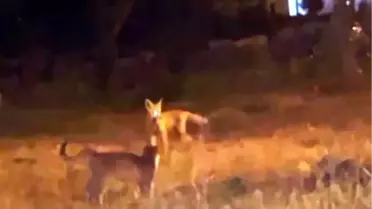 Kars'ta Tilki ve Kedilerin Dostluğu