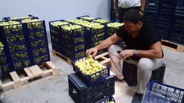 Mut Beyazı İnciri İhracatta