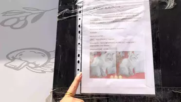 Kaybolan Kedisi İçin Sokak Sokak Aradı