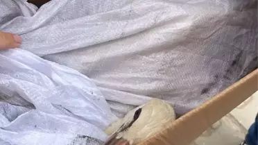 İznik'te Leylek Kurtarma Operasyonu