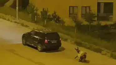 Eşeği Sürükleyen Sürücüye Ceza