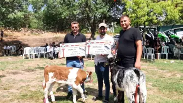 Festivalde en güzel kuzu ve buzağı seçildi
