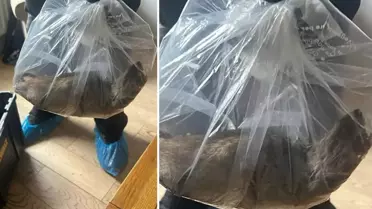 Görenler inanamıyor! Evin içerisinde yakalandı, tam 55 santimetre uzunluğunda