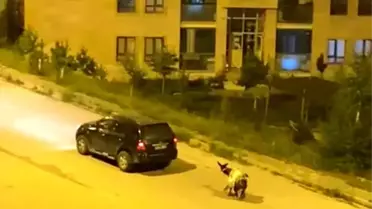 Kars'ta eşeği arabaya bağlayıp, zorla sürükleyerek götürdüler