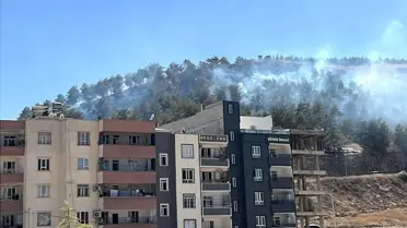Şanlıurfa'da Ağaçlık Alanda Yangın