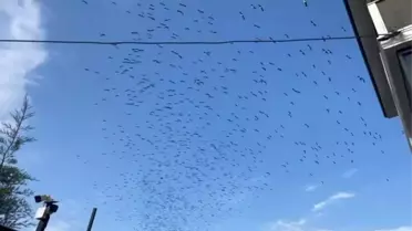 Tekirdağ'da Leylek Göçü Görüntülendi