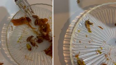 Ünlü şekerleme ve helva zincirinin tatlısından çok sayıda kurt çıktı