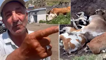 Yetkililer buna ne diyecek? Şap hastalığının vurduğu ilimizde vatandaştan olay sözler