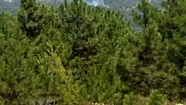 Denizli'de Orman Yangını