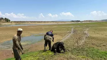 Katırlar Bataklıktan Kurtarıldı