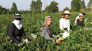Gevaş Fasulyesi Kadın Girişimcilerle Değerleniyor