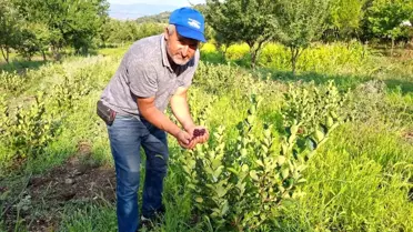 Arkadaşının tavsiyesi ile dikti, şimdi paraya para demiyor