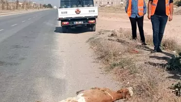 Yüksekova'da Kamyonet Buzağıya Çarptı