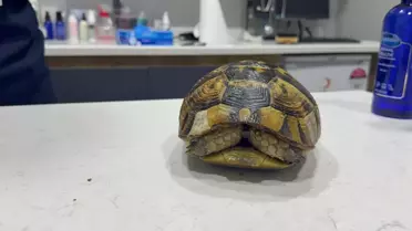 Yangın Kurbanı Kaplumbağa Tedavi Altında