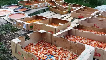 Bu sene verim yüksek! Van'da kayısının kilosu 300 TL'ye satılıyor