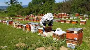 Kestane Balı Üretimi Kastamonu'da Düşüşte