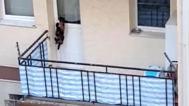 Eskişehir'de Kedi Krizi: Sosyal Medya ve Polis Harekete Geçti