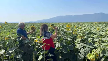 Simav'da Ayçiçeği Tohumu Ekim Kontrolleri Yapıldı