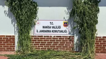 Soma'da 1620 Kök Kenevir Ele Geçirildi