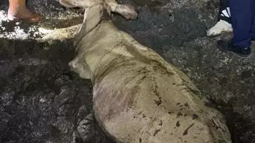 Kaybolan İnek Çamurda Bulundu