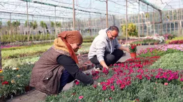 Muğla'da Alım Garantili Çiçek Üretimi İle Ekonomi Destekleniyor