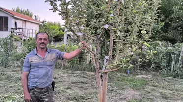Ağustos'ta Elma Çiçeği Açtı
