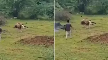 Aslanla yakın çekim uğruna az daha canından oluyordu