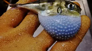  Balon balığı getirene adet başına 35 lira ödenecek