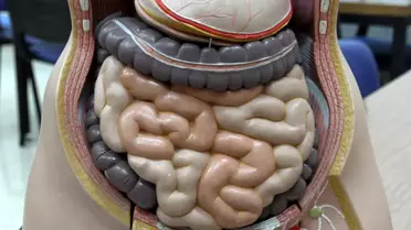 Bağırsak ve Beyin Sağlığı İlişkisi