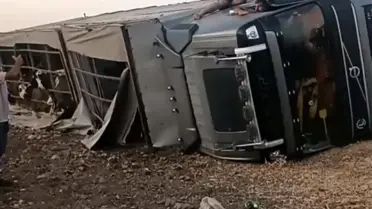 Siverek'te Tır Kazası: Sürücü Yaralı, Hayvanlar Zarar Gördü