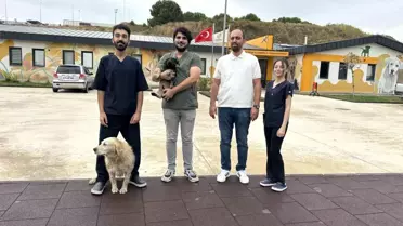 Zifte Bulanmış Yavru Köpek 'Zift', Rehabilitasyon Merkezinde Sağlığına Kavuştu