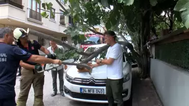 Ağaç, Kamyonet Çarpınca Otomobilin Üzerine Düştü