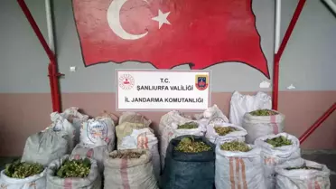 Ceylanpınar'da Fıstık Hırsızlığı Operasyonu