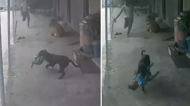 Sokak köpeğinin kaçırmaya çalıştığı çocuğun imdadına babası yetişti