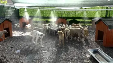 Kahta Belediyesi'nden Sokak Hayvanlarına Yaz Önlemleri
