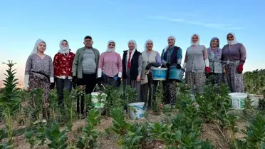 Buldan'da Kekik ve Tütün Üreticileri Sezonun Tadını Çıkarıyor